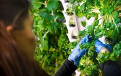 Varme fra datasentre kan utnyttes til å dyrke avlinger i drivhus. (Foto: Rittal) RISE KI