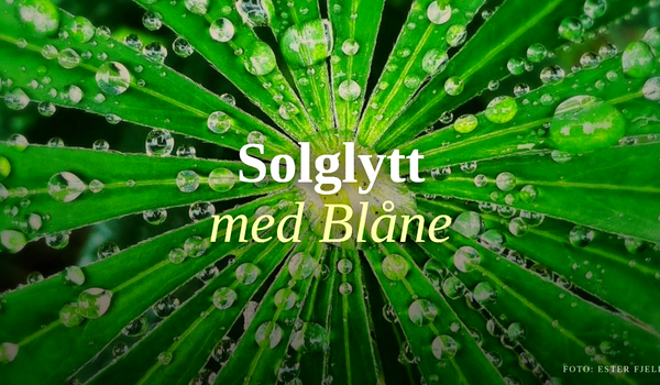 arrangement bilde
