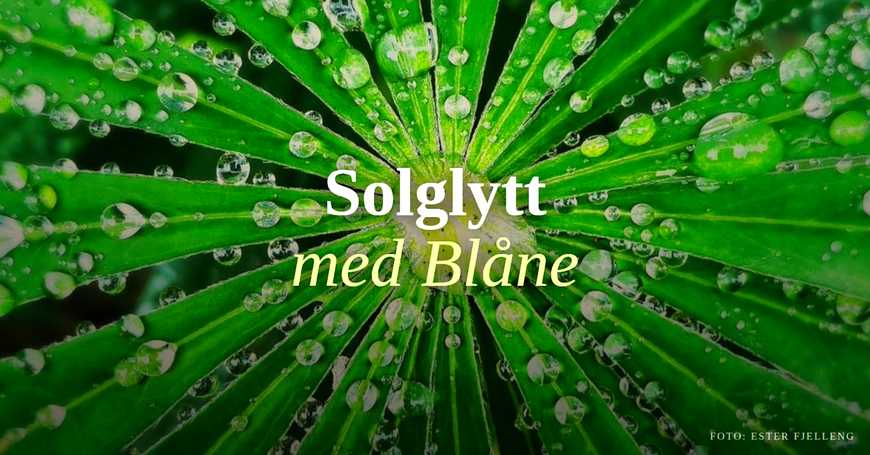 Solglytt