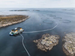 Lokalprodusert oksygen kan by på fordeler for oppdrettsnæringen (Illustrasjonsfoto: SalMar). Gir gass på lokalproduserte oksygengeneratorer for bedre fiskevelferd og økt bærekraft