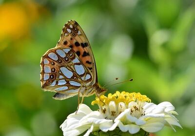 butterfly-8175198_640
