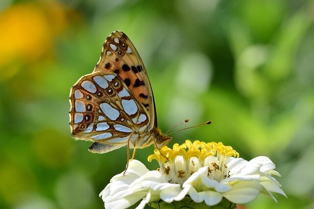 butterfly-8175198_640