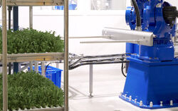 En robot i hygienisk design flytter brettene fra tralle til transportbånd. (Foto: COOP) Helautomatisert salatproduksjon
