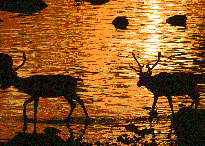 Reinsdyr i solnedgang