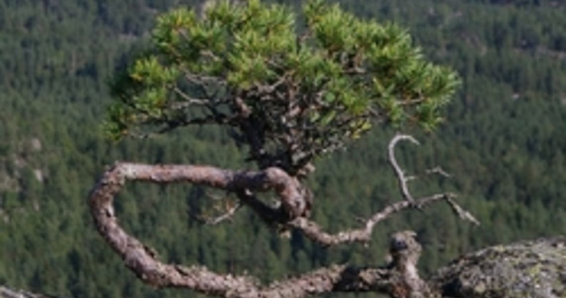 natur_bonsi_250x170
